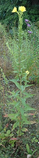 Oenothera palatina \ Pf�lzer Nachtkerze / Palatinian Evening Primrose, D Bickenbach 17.7.2018