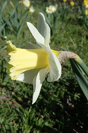Narcissus pseudonarcissus, Gelbe Narzisse, Osterglocke