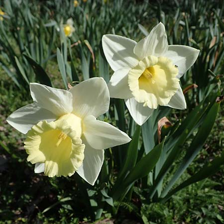 Narcissus pseudonarcissus \ Gelbe Narzisse, Osterglocke / Wild Daffodil, D Ludwigshafen 31.3.2021