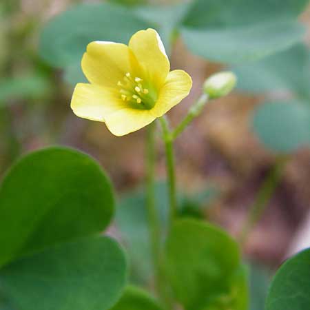 Oxalis stricta \ Aufrechter Sauerklee / Upright Oxalis, D Gro&szlig;krotzenburg 18.7.2015