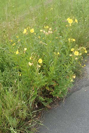 Oenothera fallax \ T�uschende Nachtkerze / Intermediate Evening Primrose, D Breuberg 16.7.2016