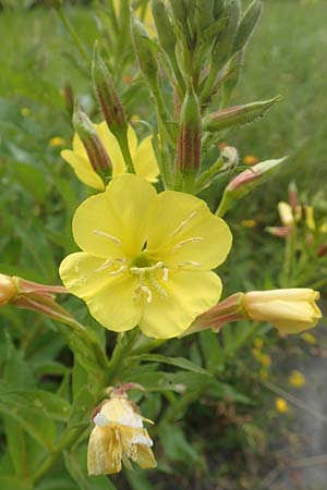 Oenothera fallax \ T�uschende Nachtkerze / Intermediate Evening Primrose, D Breuberg 16.7.2016