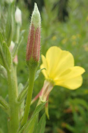 Oenothera fallax \ T�uschende Nachtkerze / Intermediate Evening Primrose, D Breuberg 16.7.2016
