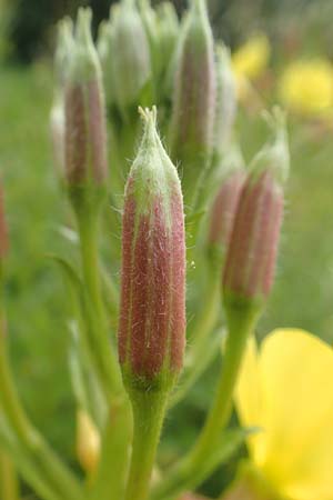 Oenothera fallax \ T�uschende Nachtkerze / Intermediate Evening Primrose, D Breuberg 16.7.2016