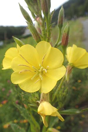Oenothera fallax \ T�uschende Nachtkerze / Intermediate Evening Primrose, D Breuberg 16.7.2016