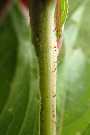Oenothera fallax \ T�uschende Nachtkerze / Intermediate Evening Primrose, D Breuberg 16.7.2016