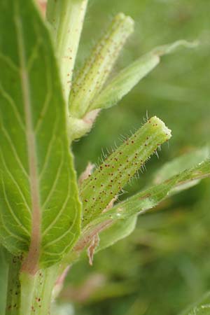 Oenothera fallax \ T�uschende Nachtkerze / Intermediate Evening Primrose, D Breuberg 16.7.2016