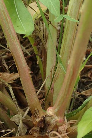 Oenothera fallax \ T�uschende Nachtkerze / Intermediate Evening Primrose, D Breuberg 16.7.2016