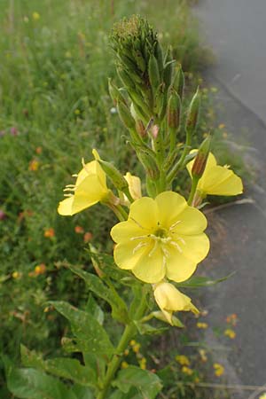 Oenothera fallax \ T�uschende Nachtkerze / Intermediate Evening Primrose, D Breuberg 16.7.2016