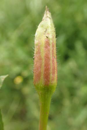 Oenothera fallax \ T�uschende Nachtkerze / Intermediate Evening Primrose, D Breuberg 16.7.2016
