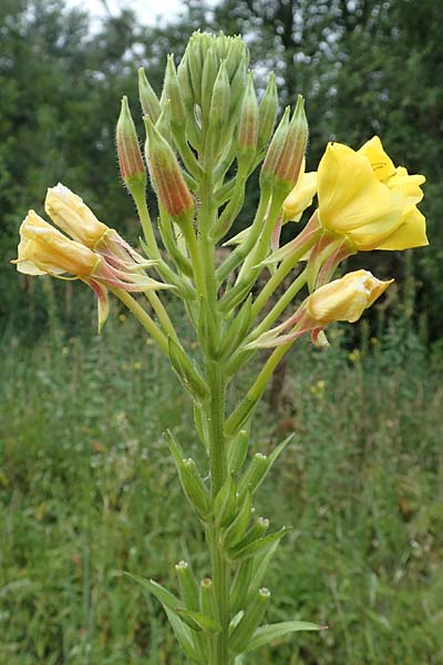 Oenothera fallax ? \ T�uschende Nachtkerze / Intermediate Evening Primrose, D Darmstadt 11.7.2018