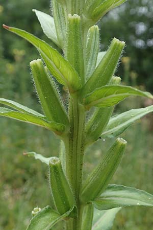 Oenothera fallax ? \ T�uschende Nachtkerze / Intermediate Evening Primrose, D Darmstadt 11.7.2018
