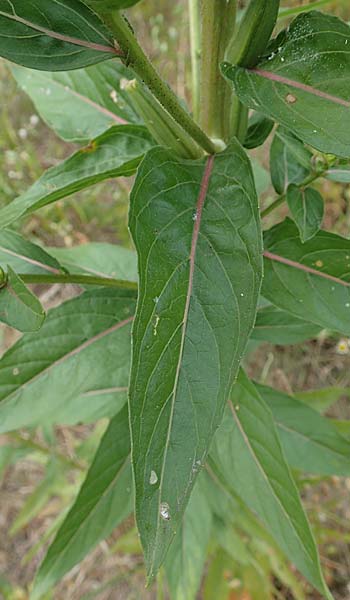 Oenothera fallax ? \ T�uschende Nachtkerze / Intermediate Evening Primrose, D Darmstadt 11.7.2018