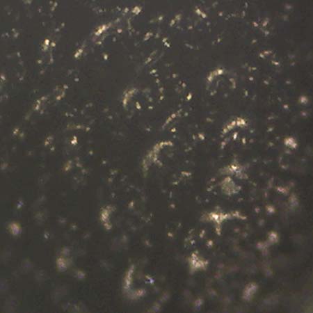 Portulaca oleracea s.str. \ Glattfr&uuml;chtiger Portulak / Smooth-Fruited Purslane, D Mannheim 9.9.2018