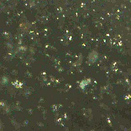 Portulaca trituberculata \ Tuberkelfr&uuml;chtiger Portulak / Tubercle-Fruited Purslane, D Bamberg 16.3.2026