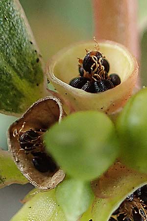 Portulaca papillatostellulata \ Papillenfr&uuml;chtiger Portulak / Papilla-Fruited Purslane, D Bochum 23.8.2018