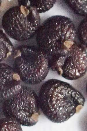 Portulaca oleracea s.str. \ Glattfr&uuml;chtiger Portulak / Smooth-Fruited Purslane, D Mannheim 10.9.2018