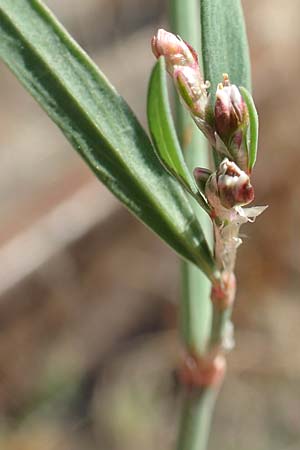 Polygonum bellardii ? \ Ungarischer Vogel-Kn�terich / Narrowleaf Knotgrass, Red Knotgrass, D Mannheim 15.9.2019
