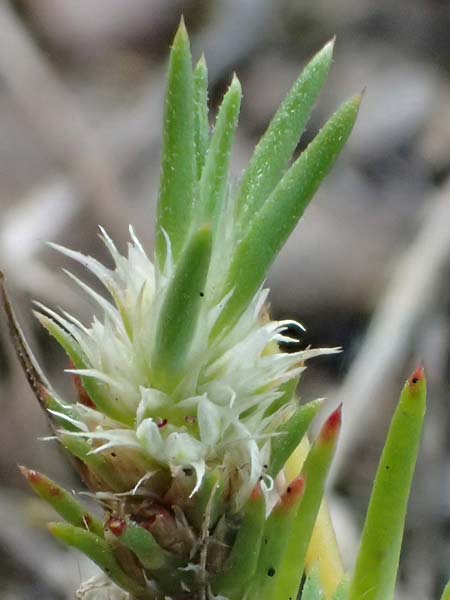 Polycnemum majus \ Gro�er Knorpelsalat / Giant Needle-Leaf, D Kaiserslautern 15.8.2021