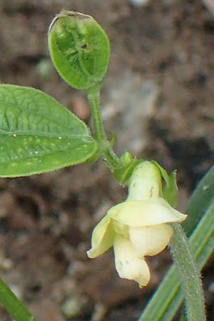 Phaseolus vulgaris \ Garten-Bohne / Garden Bean, D Lampertheim 11.9.2022