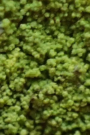 Psilolechia lucida ? \ Gelbfr&uuml;chtige Schwefelflechte / Shining Psilolechia, D Eppenbrunn 3.11.2022