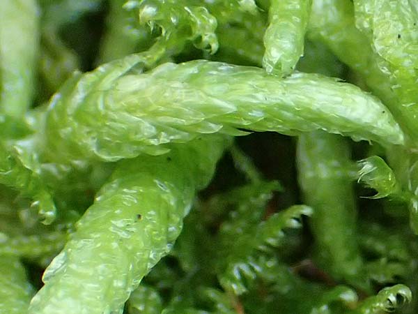 Plagiothecium undulatum agg. \ Gewelltes Schiefkapselmoos / Undulate Plagiothecium Moss, D Odenwald, Mossautal 14.10.2023