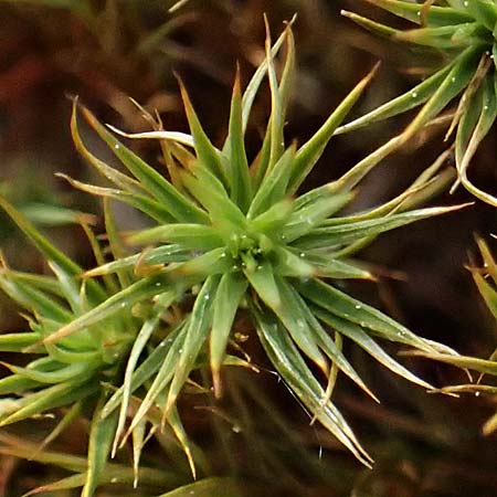 Polytrichum juniperinum \ Wacholder-Widertonmoos / Juniper Polytrichum Moss, D Eisenberg 1.5.2024