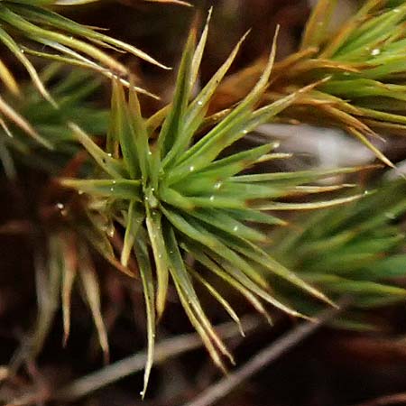 Polytrichum juniperinum \ Wacholder-Widertonmoos / Juniper Polytrichum Moss, D Eisenberg 1.5.2024