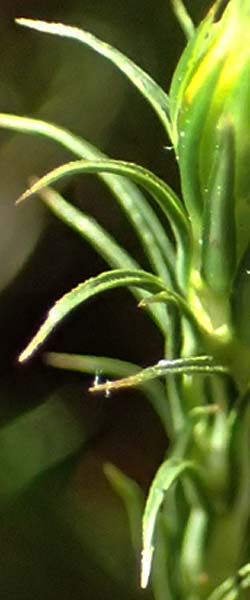 Polytrichum commune \ Gro&szlig;es Haarm&uuml;tzen-Moos, Goldenes Frauenhaarmoos / Common Haircap Moss, D Neckarsteinach 6.4.2025