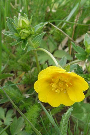 Potentilla aurea \ Gold-Fingerkraut / Golden Cinquefoil, D Schwarzwald/Black-Forest, Feldberg 18.5.2007