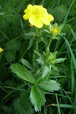 Potentilla anglica \ Niederliegendes Fingerkraut / Trailing Tormentil, D Schwarzwald/Black-Forest, Feldberg 29.6.2008