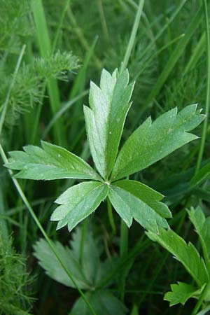 Potentilla anglica \ Niederliegendes Fingerkraut / Trailing Tormentil, D Schwarzwald/Black-Forest, Feldberg 29.6.2008