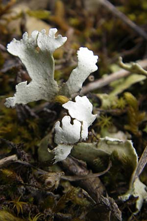 Peltigera aphthosa \ Schwarzwarzige Schild-Flechte / Silver-Lined Freckle Pelt, D Karlstadt 1.5.2010