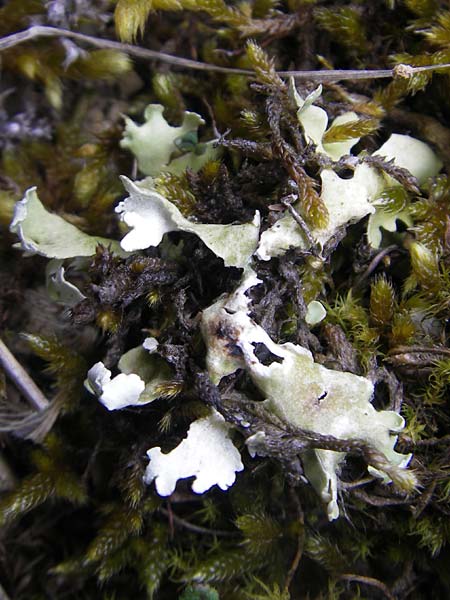 Peltigera aphthosa \ Schwarzwarzige Schild-Flechte / Silver-Lined Freckle Pelt, D Karlstadt 1.5.2010
