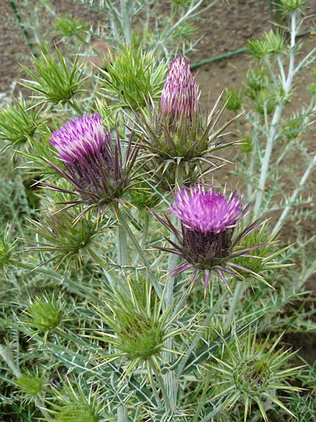 Ptilostemon afer \ Elfenbeindistel / Greek Thistle, Ivory Thistle, D Botan. Gar.  Universit.  Mainz 13.9.2008