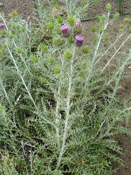 Ptilostemon afer \ Elfenbeindistel / Greek Thistle, Ivory Thistle, D Botan. Gar.  Universit.  Mainz 13.9.2008