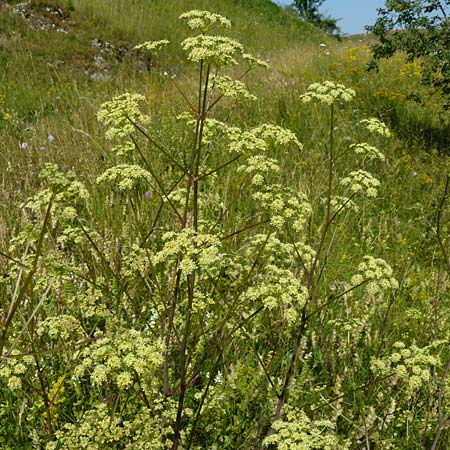 Peucedanum alsaticum \ Els&auml;sser Haarstrang / Alsatian Parsley, D N&ouml;rdlingen 10.7.2015