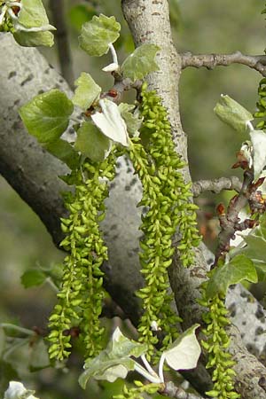 Populus alba \ Silber-Pappel / White Poplar, D Mannheim 19.4.2016