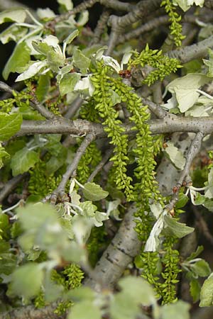 Populus alba \ Silber-Pappel / White Poplar, D Mannheim 19.4.2016