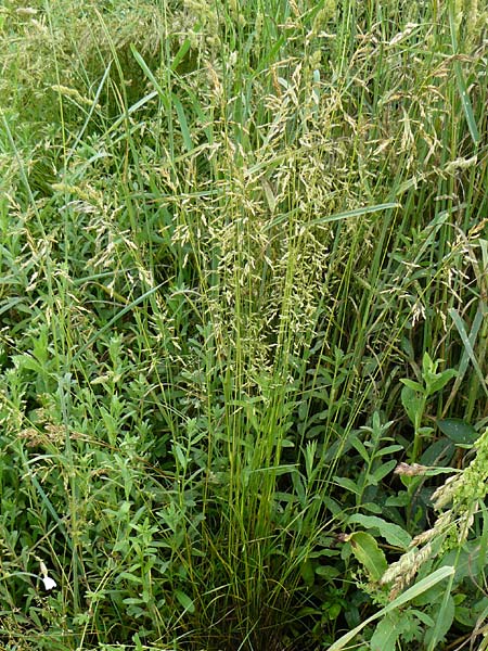 Poa angustifolia \ Schmalbl�ttriges Rispengras / Narrow-Leaved Meadow Grass, D Erlenbach am Main 4.6.2016
