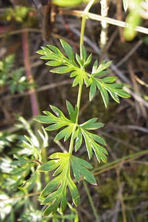 Peucedanum alsaticum \ Els&auml;sser Haarstrang / Alsatian Parsley, D Rheinhessen, Jugenheim 28.8.2012