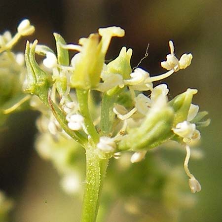 Peucedanum alsaticum \ Els&auml;sser Haarstrang / Alsatian Parsley, D Rheinhessen, Jugenheim 28.8.2012