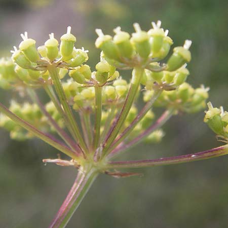 Peucedanum alsaticum \ Els&auml;sser Haarstrang / Alsatian Parsley, D Rheinhessen, Jugenheim 28.8.2012