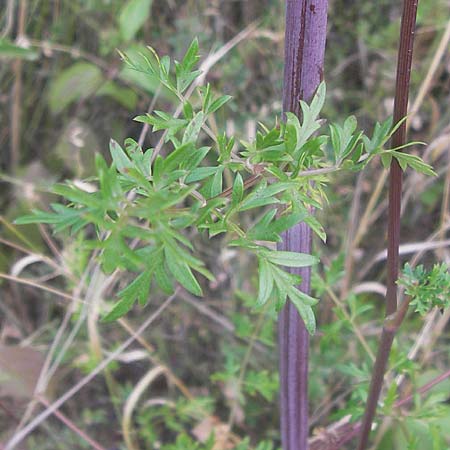 Peucedanum alsaticum \ Els&auml;sser Haarstrang / Alsatian Parsley, D Rheinhessen, Jugenheim 28.8.2012