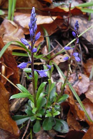 Polygala amarella \ Sumpf-Kreuzblume, Sumpf-Kreuzbl�mchen / Dwarf Milkwort, D Hammelburg 4.5.2013