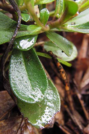Polygala amarella \ Sumpf-Kreuzblume, Sumpf-Kreuzbl�mchen / Dwarf Milkwort, D Hammelburg 4.5.2013