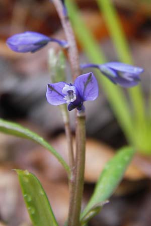 Polygala amarella \ Sumpf-Kreuzblume, Sumpf-Kreuzbl�mchen / Dwarf Milkwort, D Hammelburg 4.5.2013