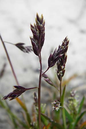 Poa annua \ Einj�hriges Rispengras / Annual Blue Grass, D Langg&ouml;ns 25.4.2015