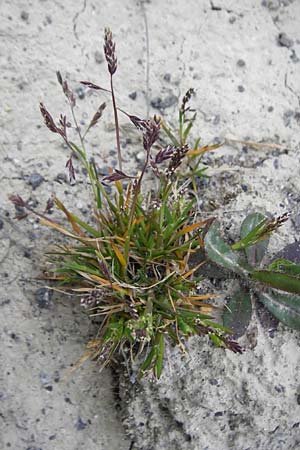 Poa annua \ Einj�hriges Rispengras / Annual Blue Grass, D Langg&ouml;ns 25.4.2015