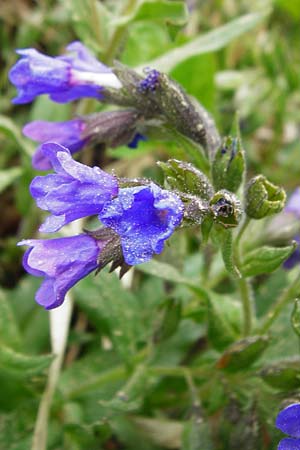 Pulmonaria angustifolia \ Schmalbl�ttriges Lungenkraut / Narrow-Leaved Lungwort, D N&uuml;dlingen 9.5.2015